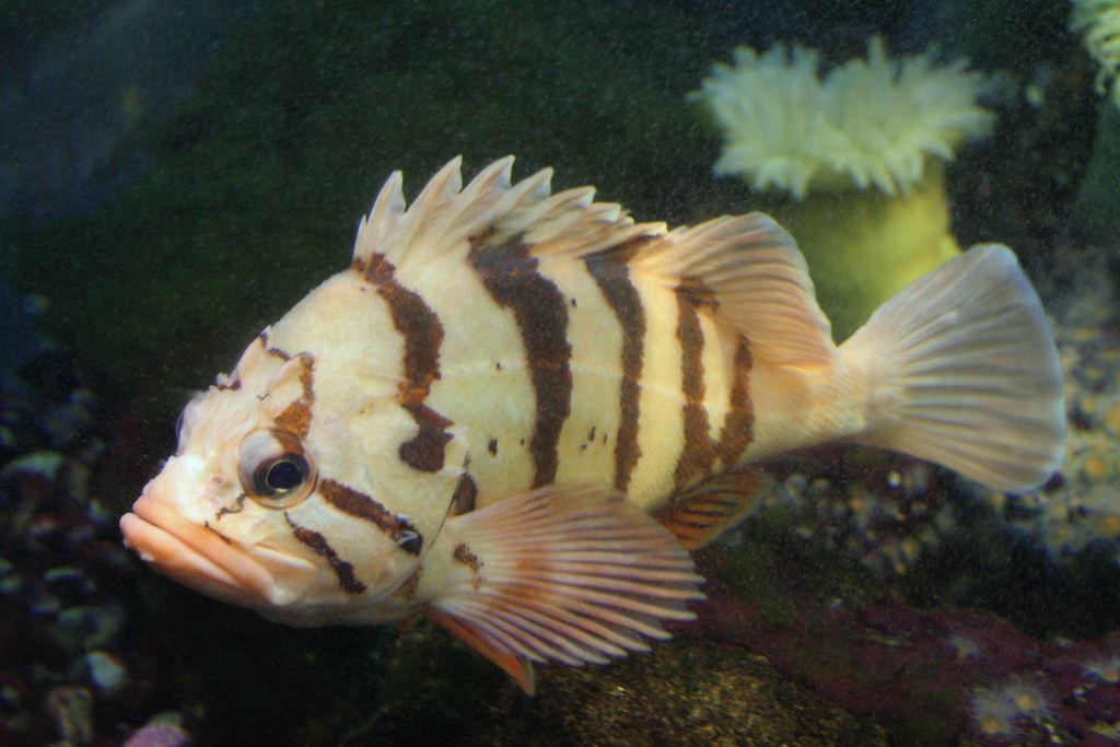 Tiger Rockfish The tiger rockfish Sebastes nigrocinctus (a… Flickr