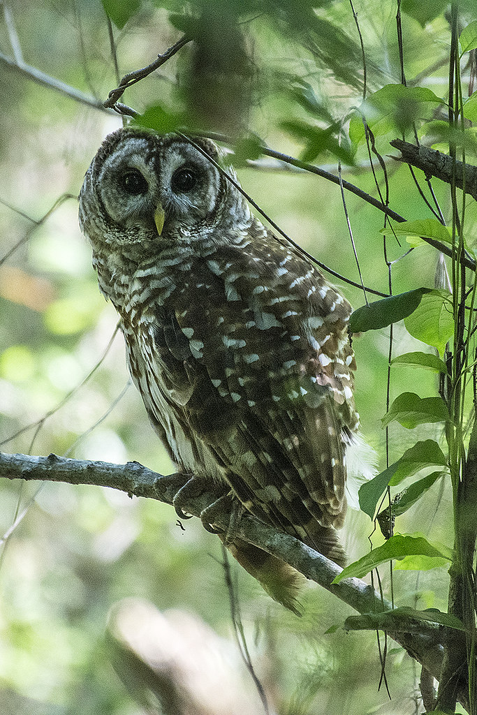 Barred Owl Peral River WMA, LA Barred Owl. Pearl River W… Flickr