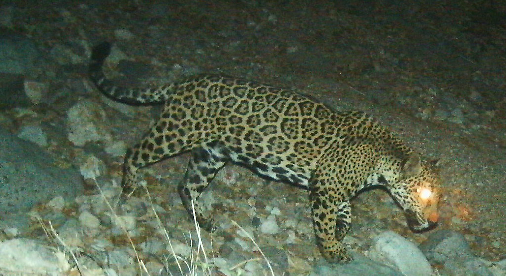 Male JaguarPhoto Courtesy of UA/USFWS [UA Jaguar 2015 04… Flickr