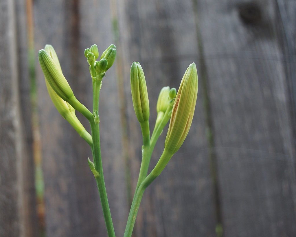 Tiger Lily Buds Dan A. Flickr