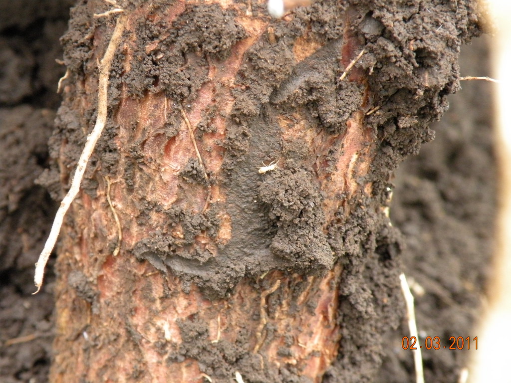 DSCN4389 Termites are common in these soils International Potash