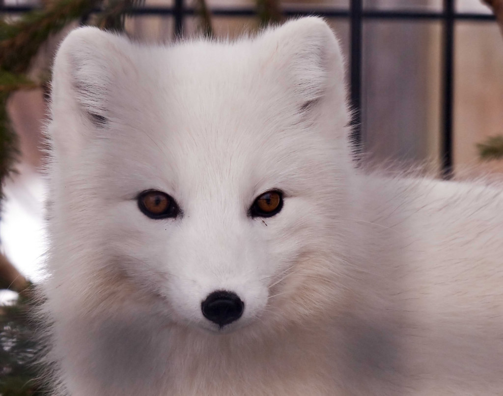 White Fox, Polar Fox or Snow Fox The Arctic Fox lives in s… Flickr