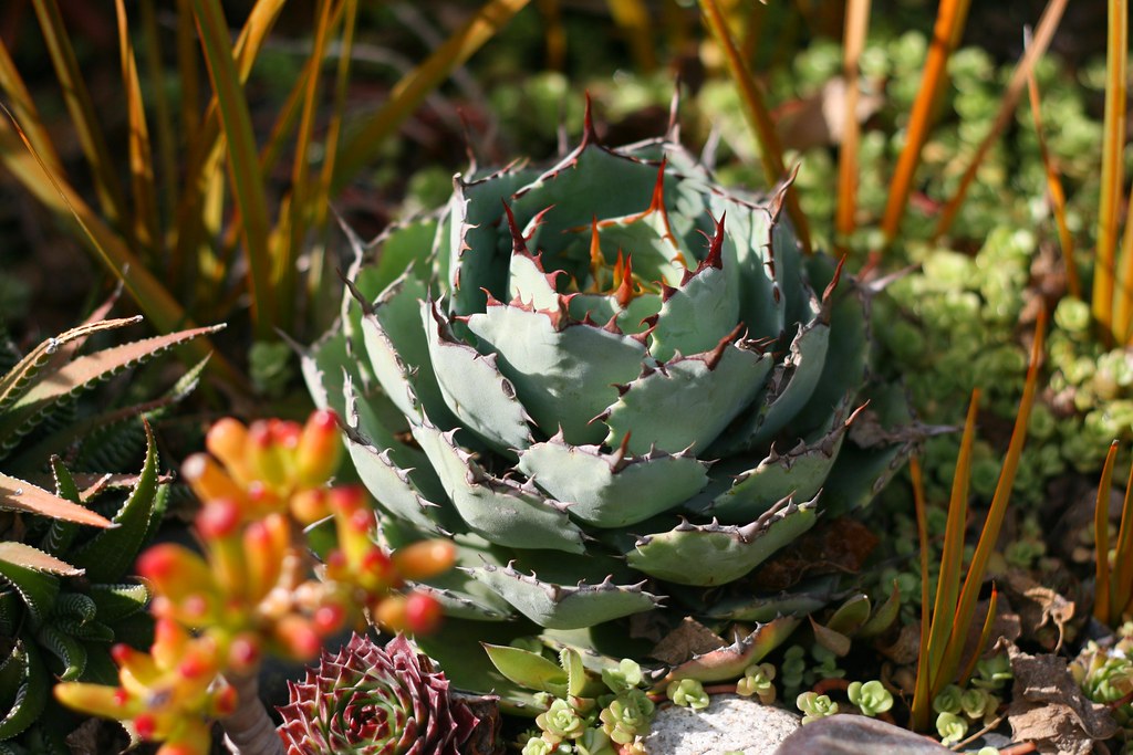 Succulents Sperling Nursery Stephanie Asher Flickr