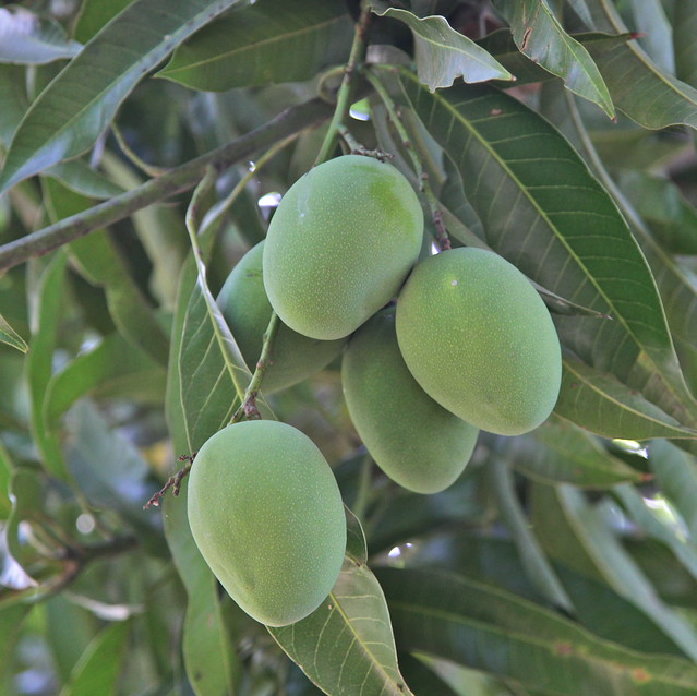 GREEN MANGOES, EL SALVADOR a photo on Flickriver