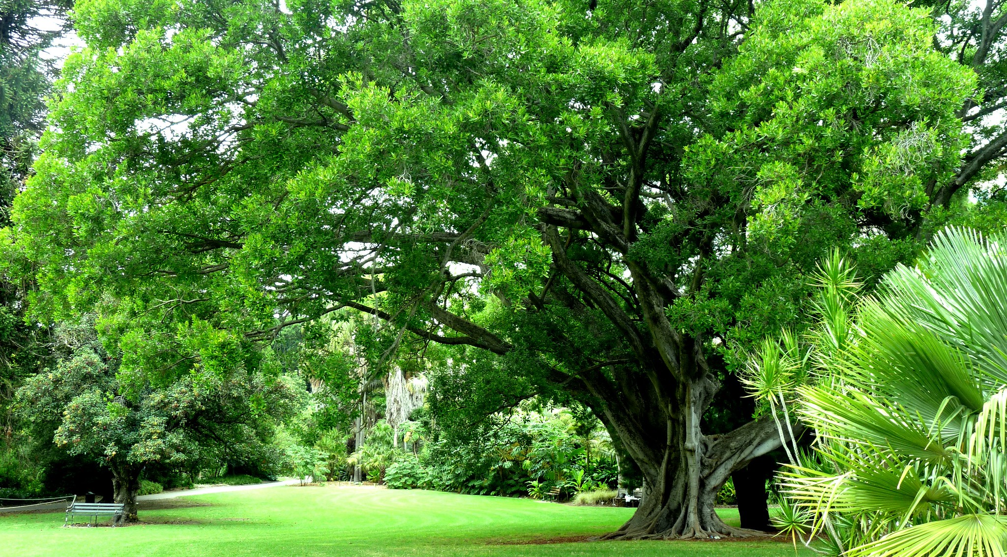 Adelaide Botanic Garden Campervan Finder
