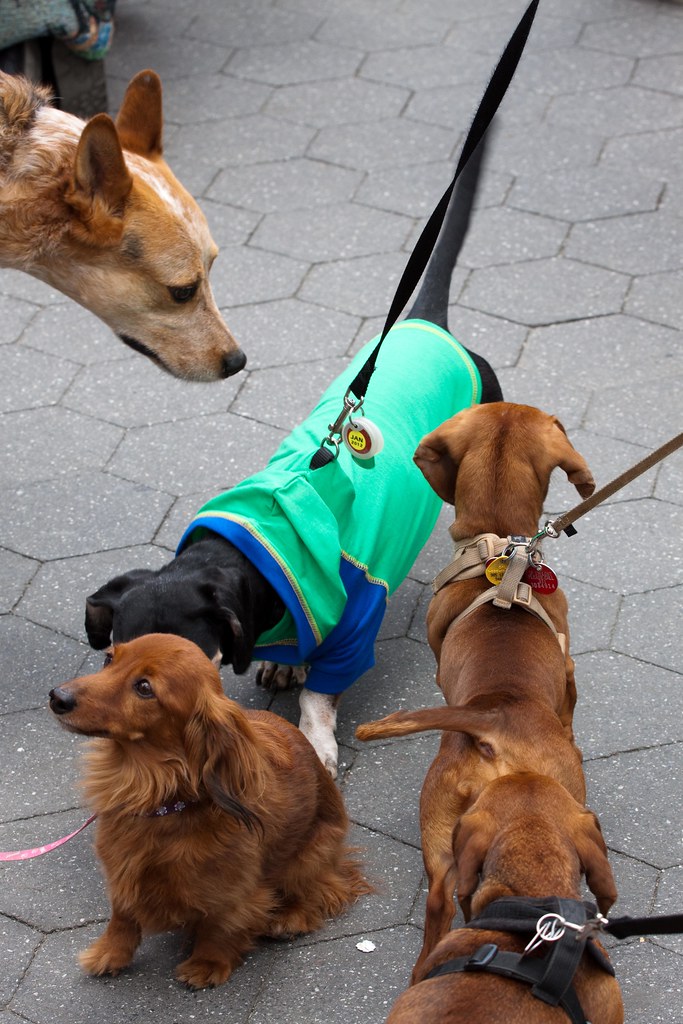 dachshund festival 2023 nyc Spring Dachshund Festival NYC Washington Square 2011 (35 o… Flickr