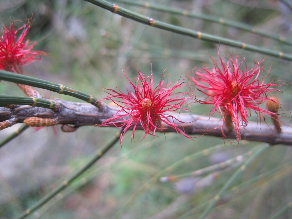 IMG_4135 Casuarina female flowers Margaret Donald Flickr