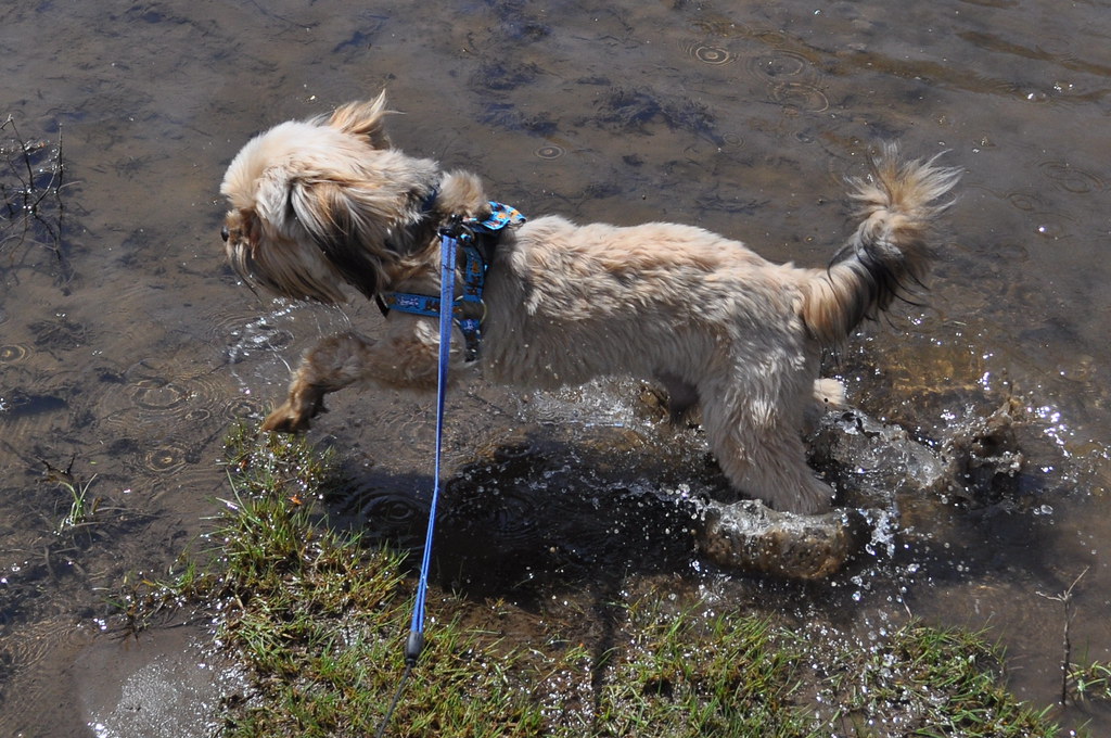 Please take my leash off MICHAEL ROBERT Flickr