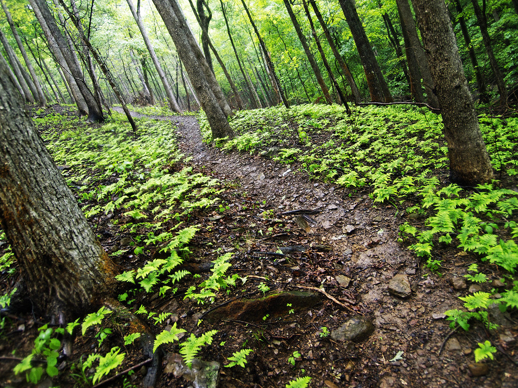 Ozark Highland Trail Ben Hur, AR Luke Beuterbaugh Flickr