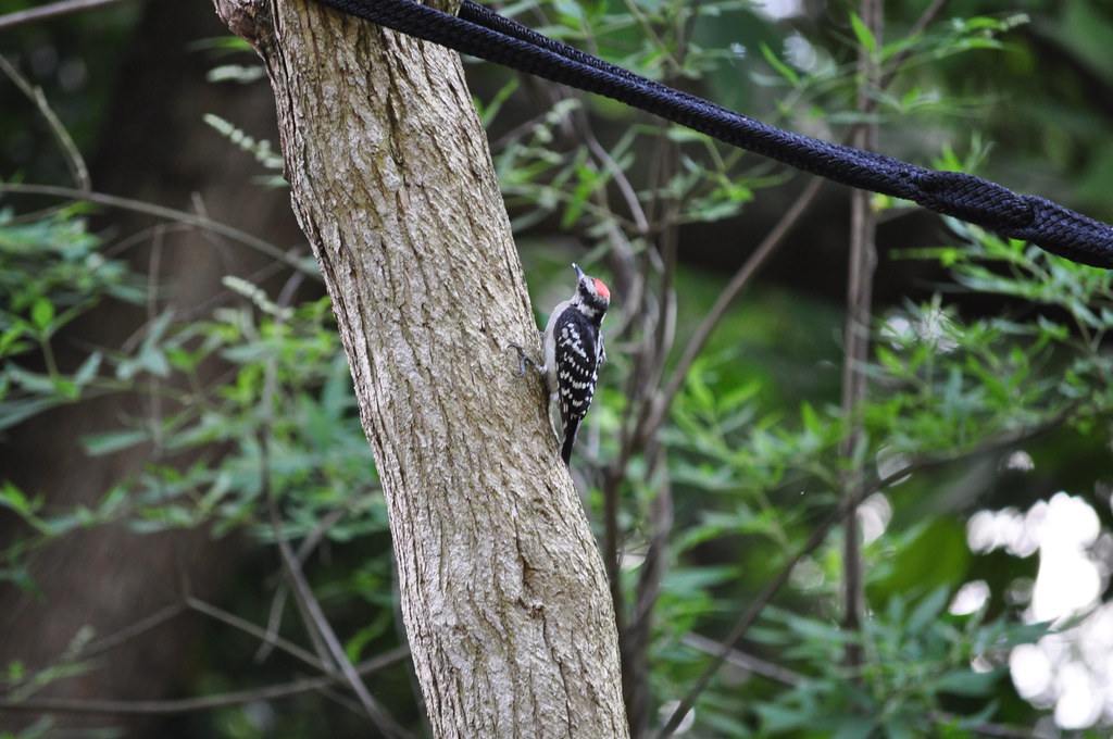 Wing Haven 473 M Fletcher Flickr