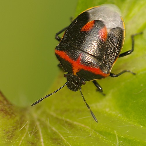 TwiceStabbed Stink Bug Cosmopepla lintneriana Ricoh 105mm… Flickr