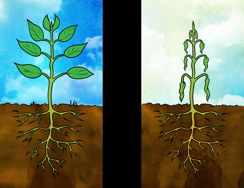 Turgid and flaccid plant Illustration used in Gr 79 Natur… Flickr