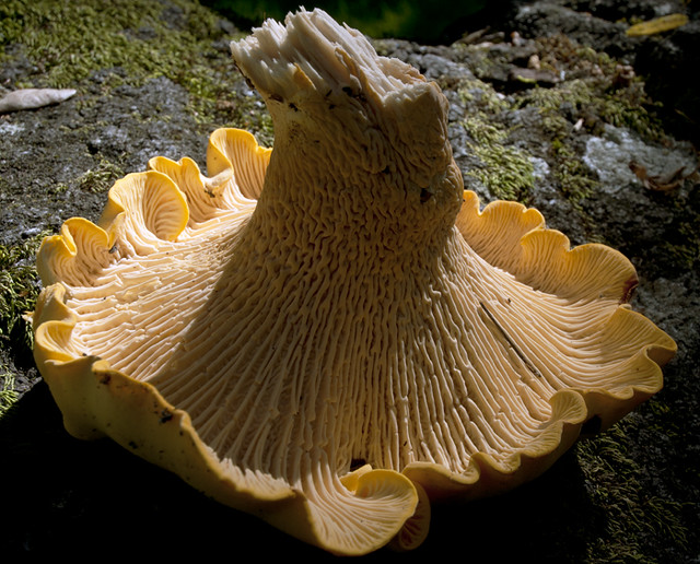 Large April Chanterelle, La Honda, California a photo on Flickriver