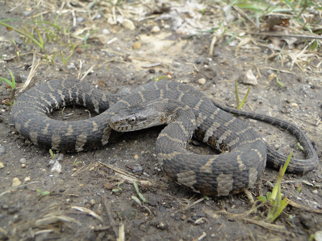 Juvenile Northern Water Snake Nerodia sipedon, Fond du Lac… Flickr