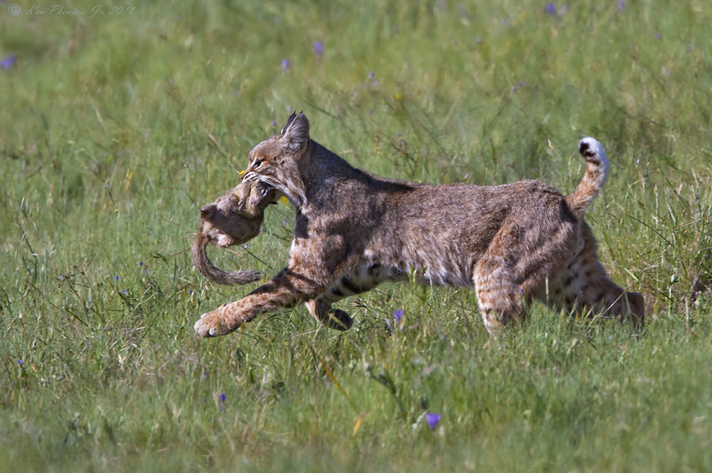 Bobcat Male San Benito County, Ca. 532011 Ken Phenicie Jr. Flickr