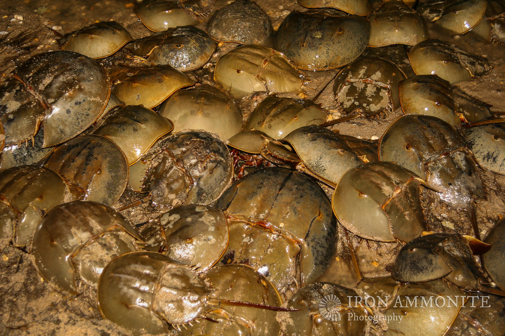 Spawning Horseshoe Crabs, Slaughter Beach, Delaware Bay Flickr