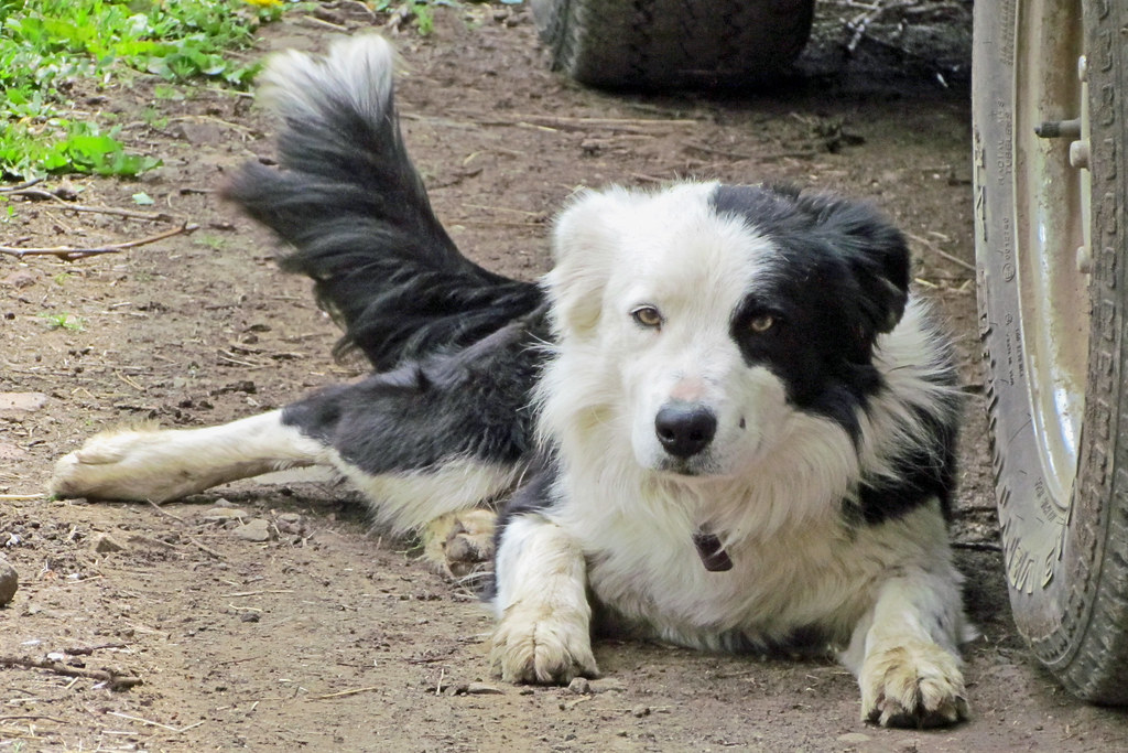 79+ Border Collie Tail l2sanpiero