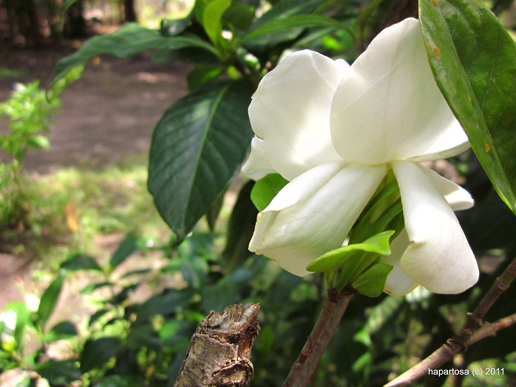 Gardenia/Rosal Gardenia plants are prized for the strong s… Flickr