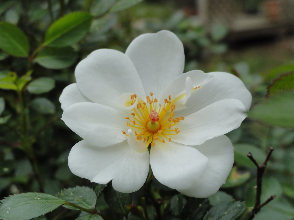 Blossom Blanket Rose Blossom Blanket Rose 2002 cynthsmthrmn Flickr
