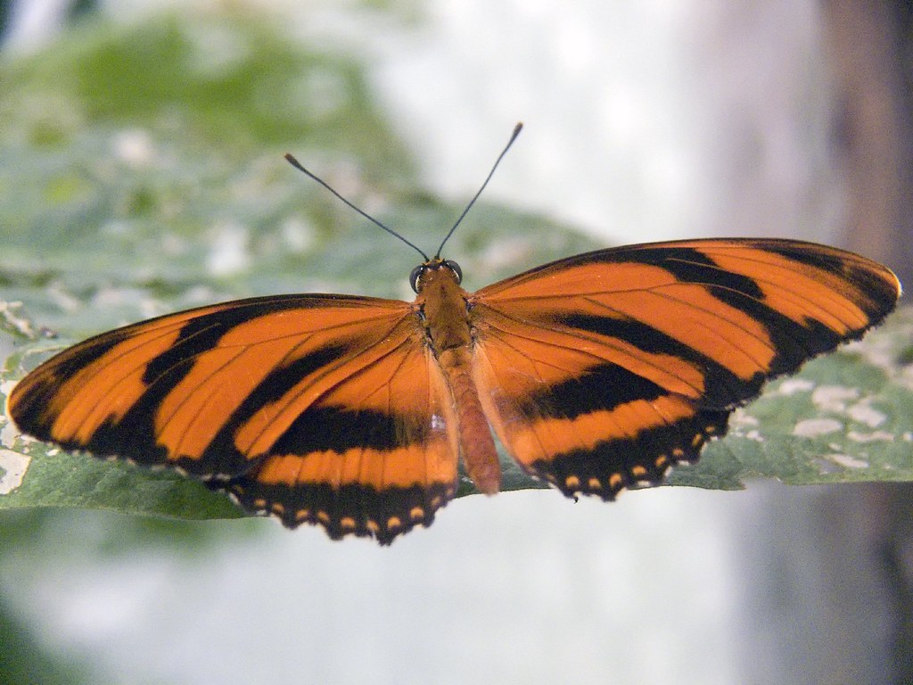 Schmetterling unknown tropical butterfly Gunnar Ries zwo Flickr
