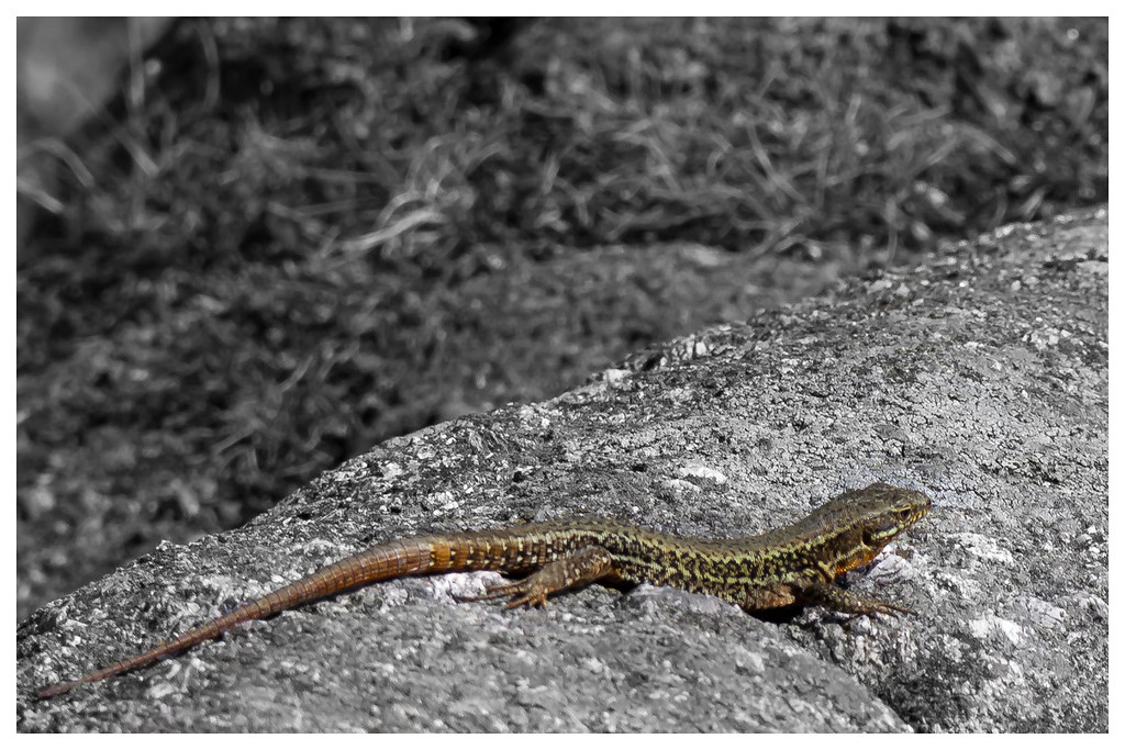 Lézard du lac d'Alfeld Christophe Flickr