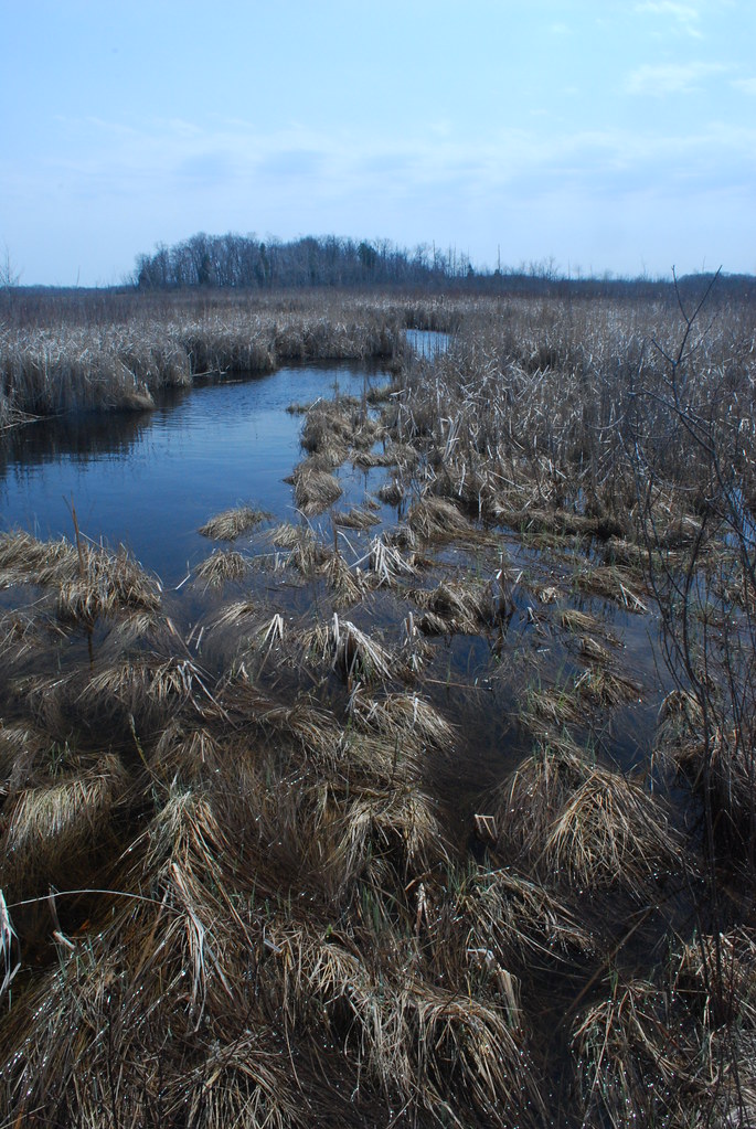 Stream Cedarburg Bog Cedarburg Bog Wisconsin State Natur… Flickr