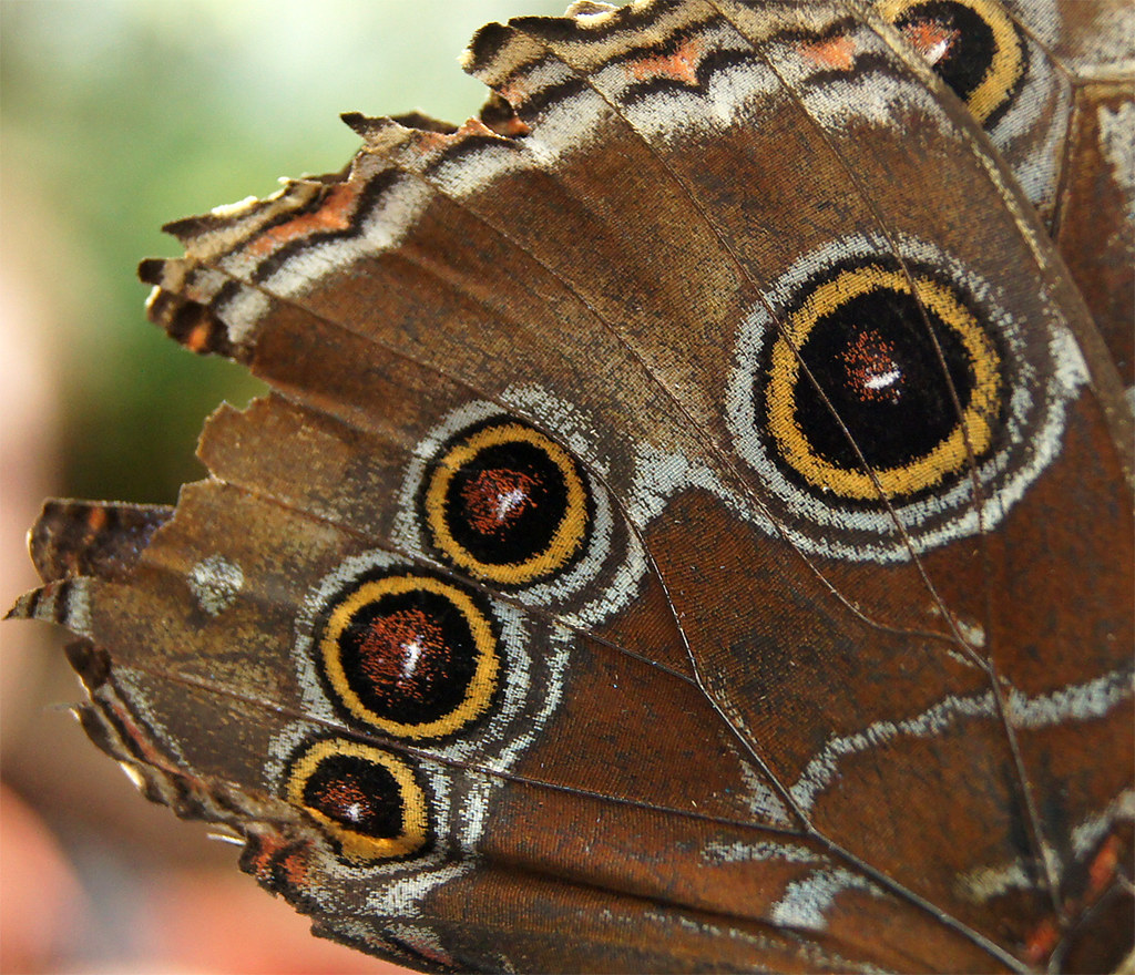butterfly_wing_eyes_1200 Eric Platt Flickr