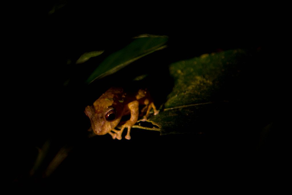 Unidentified Cloud Forest Frog Monteverde, Costa Rica Flickr