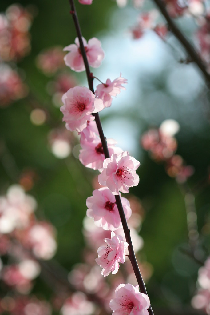 Cherry Blossoms Cherry blossoms in front of the Haas Schoo… Flickr