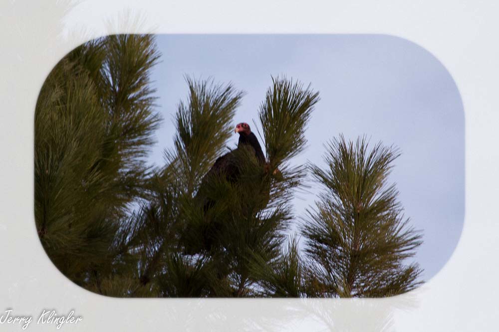 turkey buzzard 1 j kling Flickr