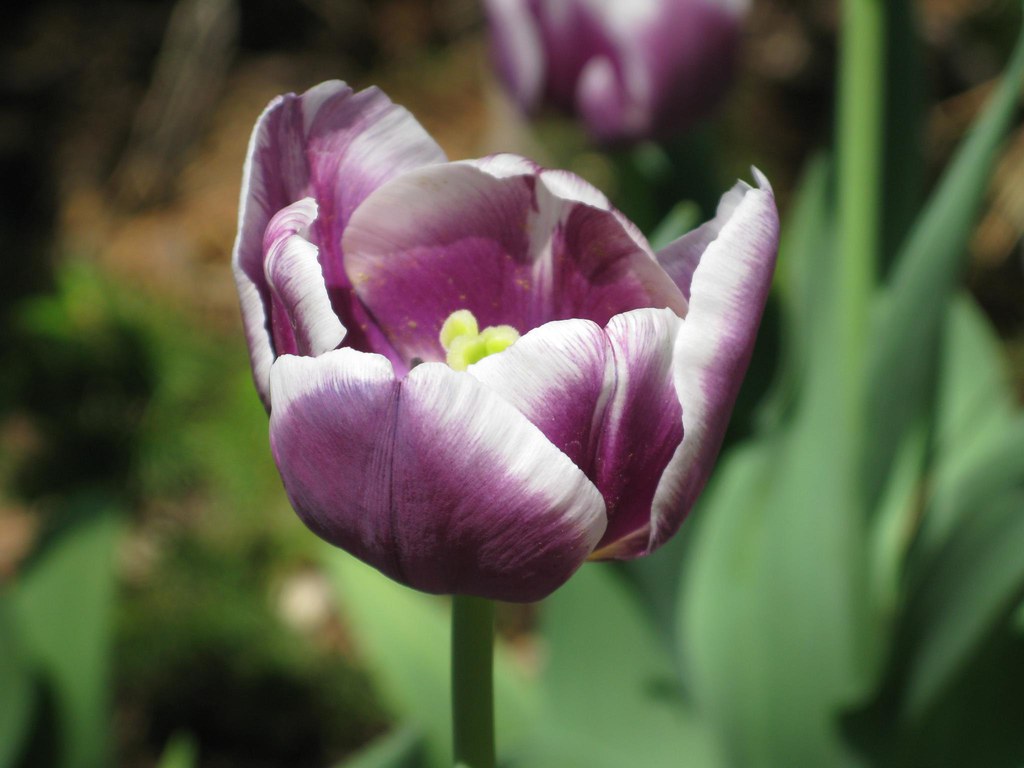 Spring flowers Spring flowers at Botanica in Wichita Janice Duryea