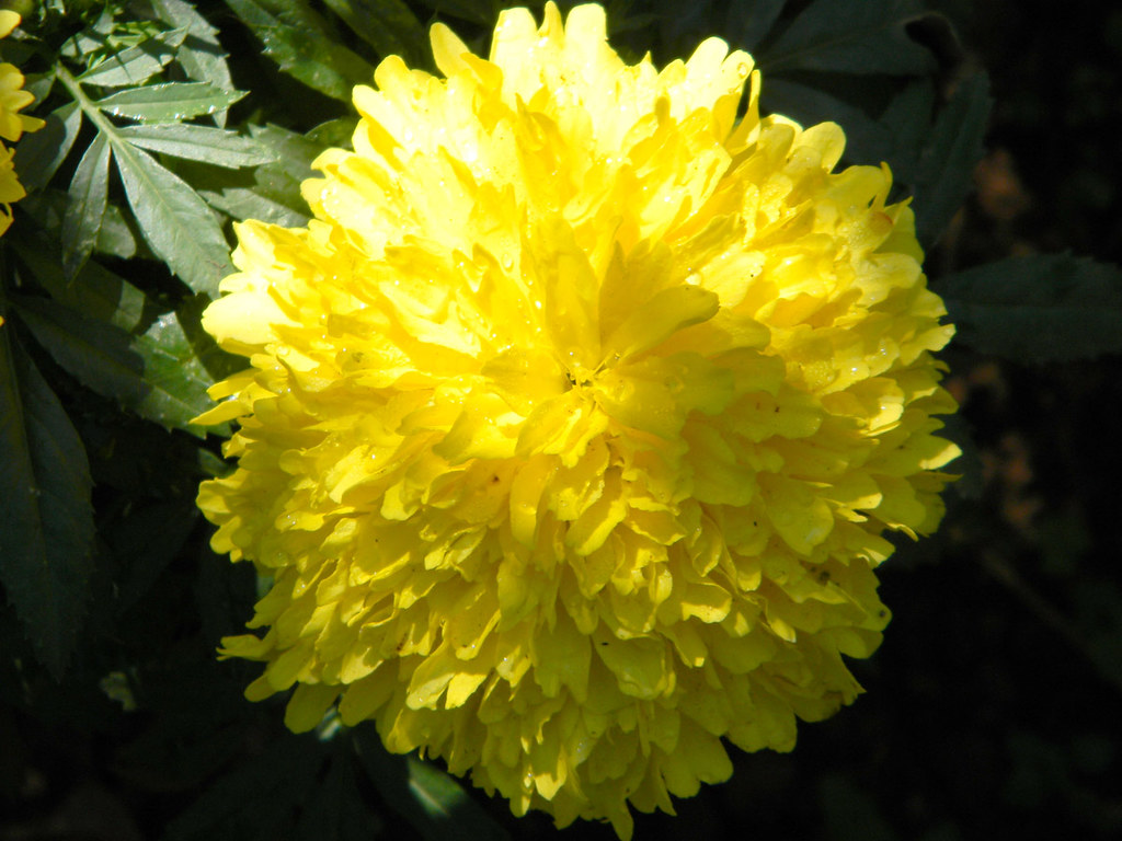 Jamanthi a photo on Flickriver