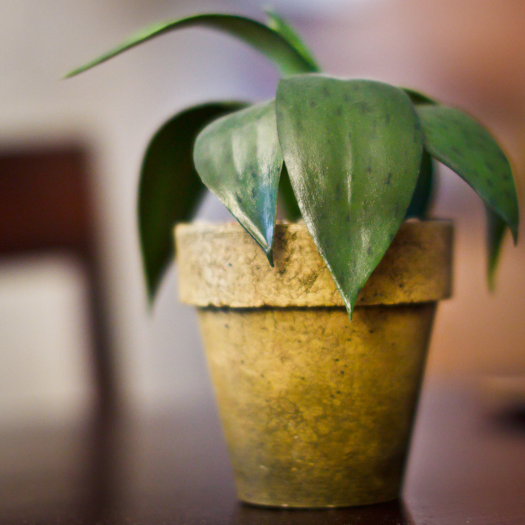 Fake Plant Testing out my new 50 mm 1.4 Doug Tanner Flickr