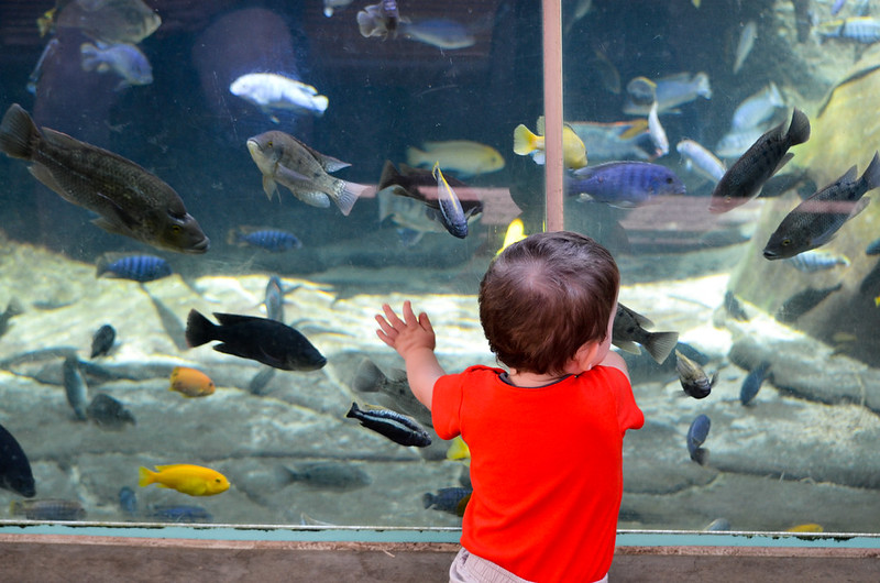 Is Fishkeeping Right for You Pet Fish Place