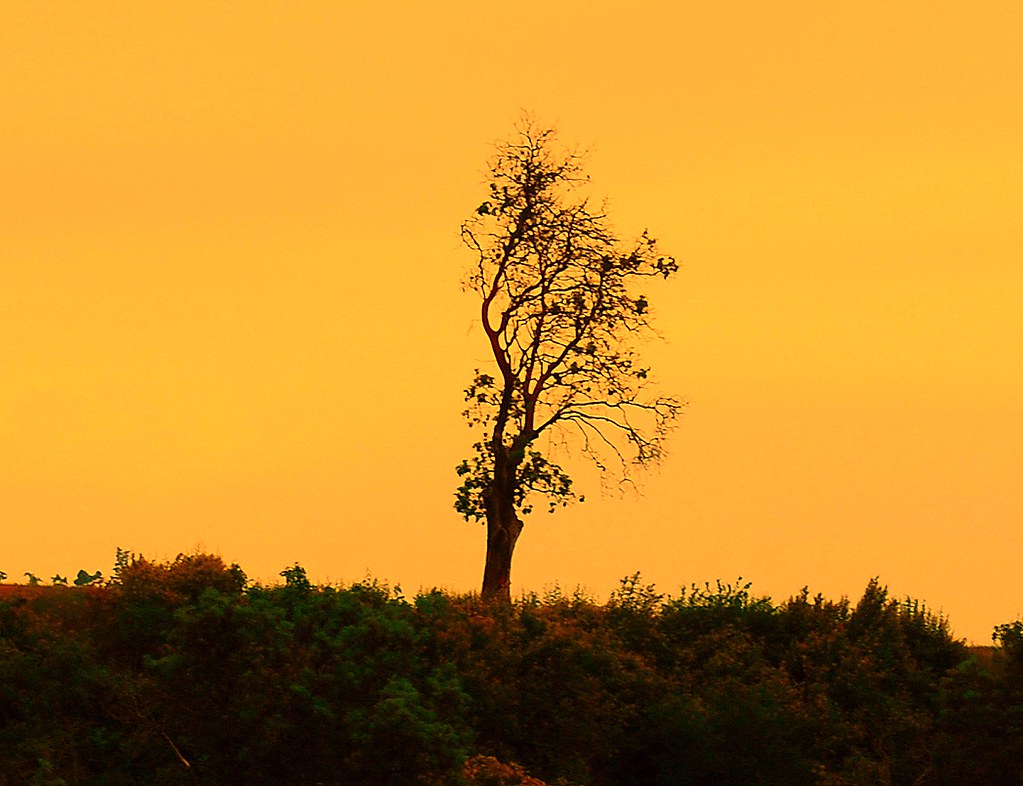 marmalade sky Memorableness Flickr