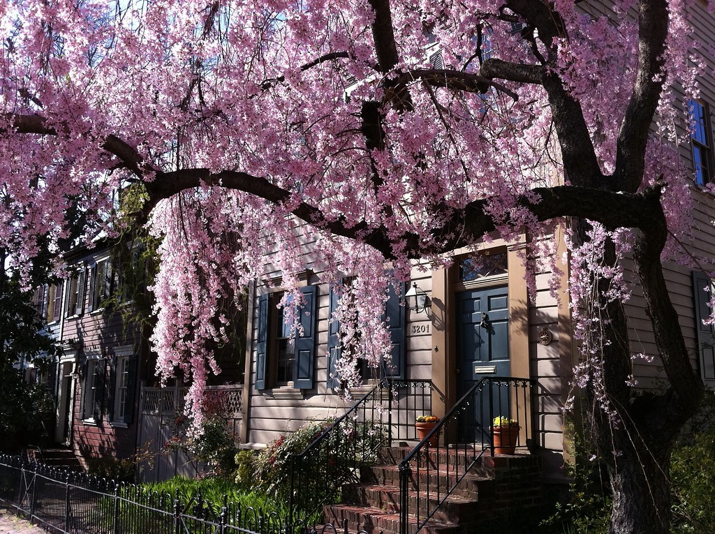 Cherry Blossoms in Jacques Arsenault Flickr