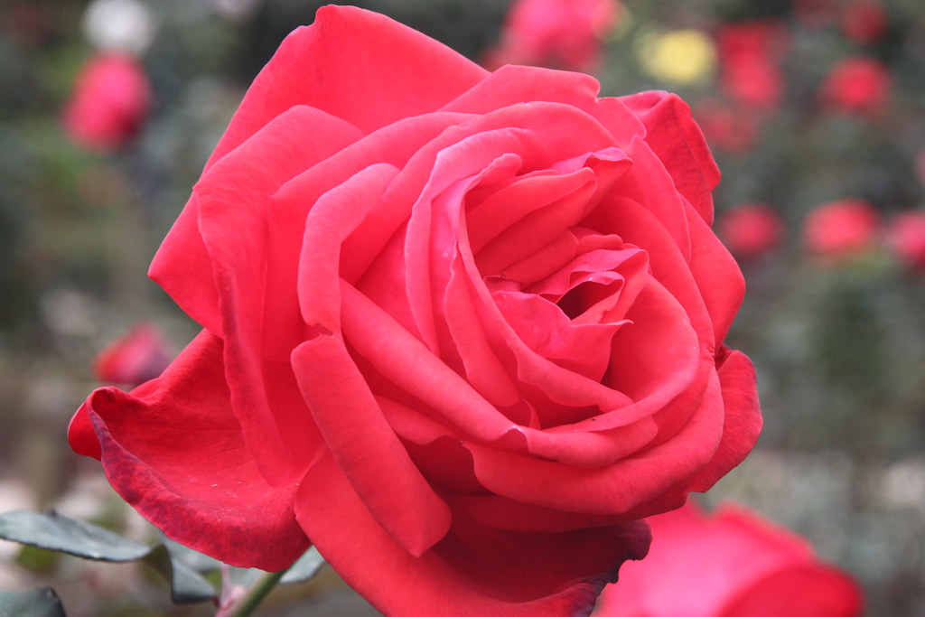 Hong Kong HK Central Rose 2 One of the 1st images of Hon… Flickr