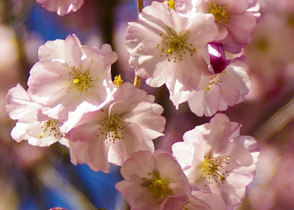 Cherry Blossoms 2011 Tyler Arboretum, PA Thomas Flickr