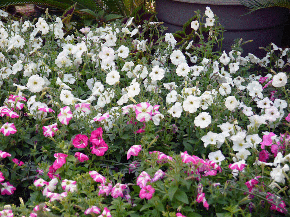 مجاميع من الزهور بمعرض 2011 القاهرة Groups of flowers Cairo Flickr