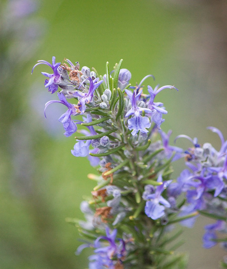 Rosemary Rosemary in the front yard James Perkins Flickr