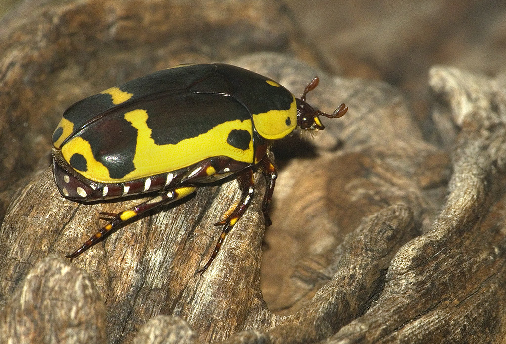 Banana fruit beetle These beetles feed on soft fruits in t… Flickr