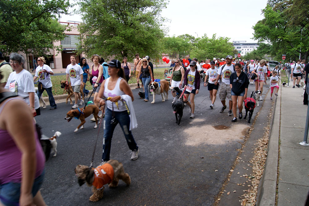 Mighty Texas Dog Walk Service dog leads the way. Flickr