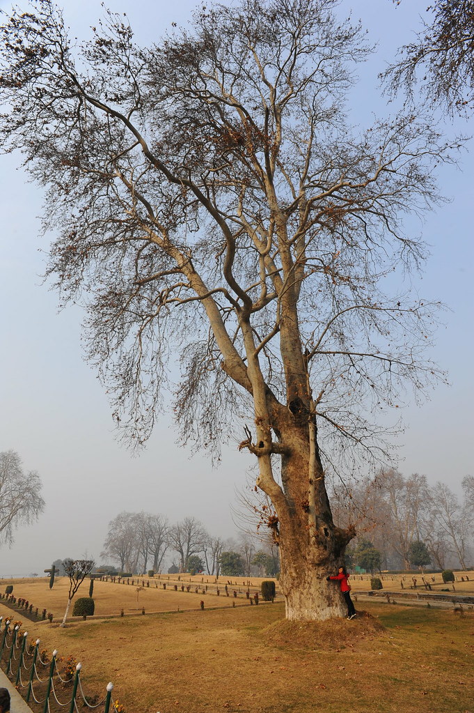 Giant chinar tree Bertram Ng Flickr
