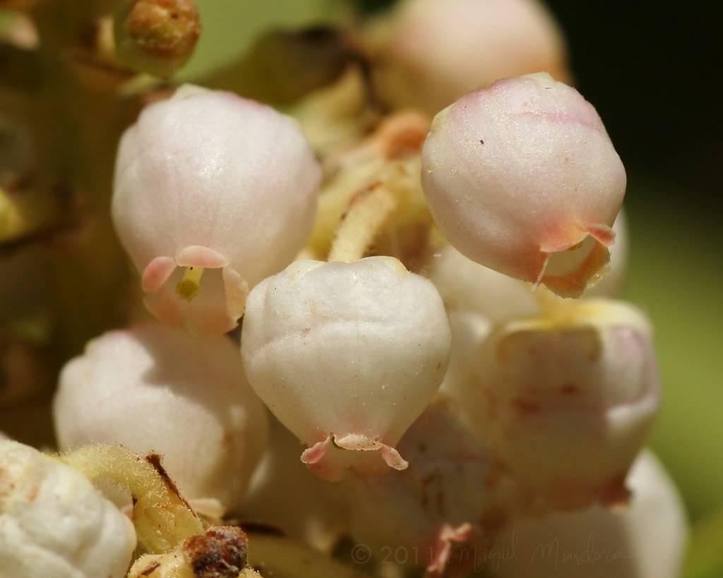 Arbutus Xalapensis Texas Madrone a Texas Native Plant. Shutter_Hand