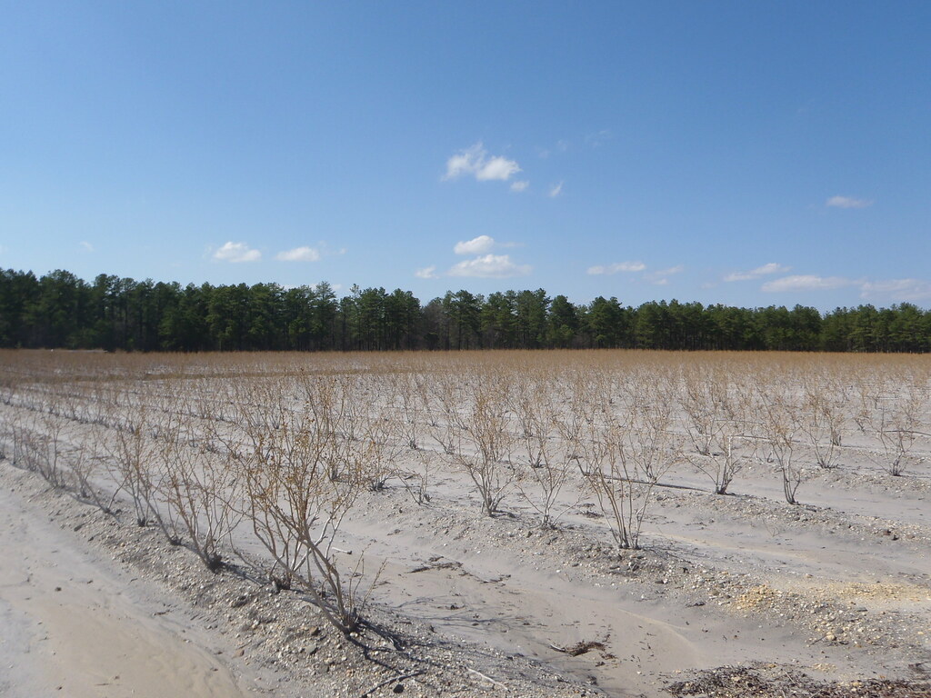 Moores Meadows blueberry farm, Tabernacle, New Jersey Flickr