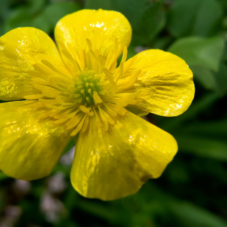 20110525 Shiny yellow flower Brenda Gottsabend Flickr