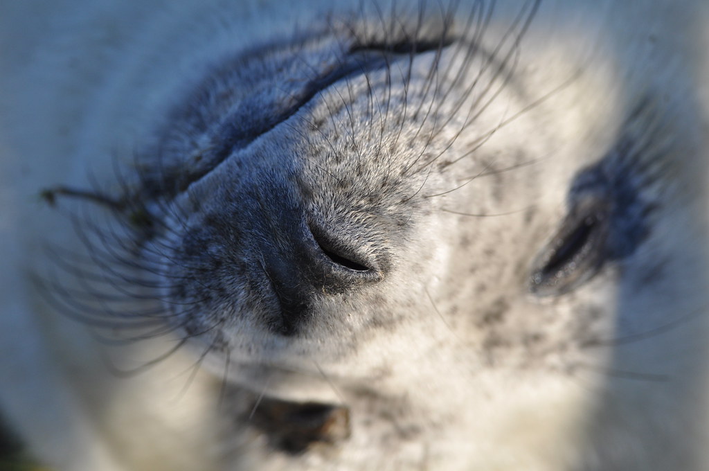 Seal Digging out a few old pictures... Ben Andrew Flickr