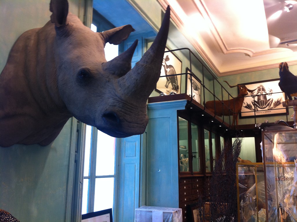 Deyrolle Taxidermy The legendary taxidermy store in Paris … Flickr