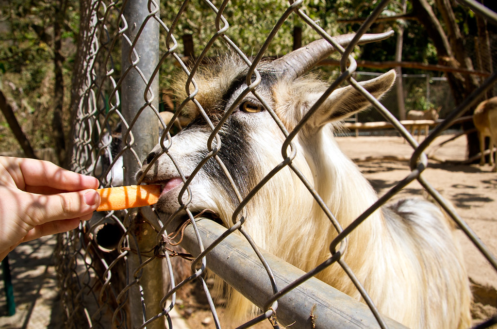Goat Eating a Carrot Kurayba Flickr