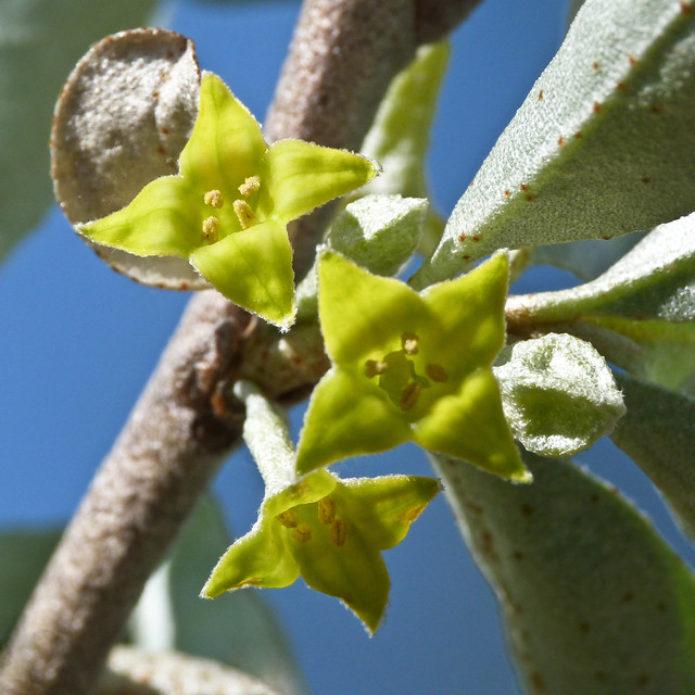 Wolf Willow a photo on Flickriver